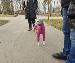 Chartoterapia dla WOŚP. Spacer charytatywny z pieskami po Parku Ludowym w Lublinie