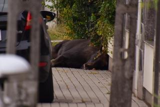 Pościg za Łosiem w Warszawie. Wielki zwierz wymykał się obławie
