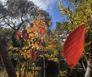 Jesień w Ogrodzie Botanicznym UKW. To ostatnia szansa na spacer wśród złotych liści!