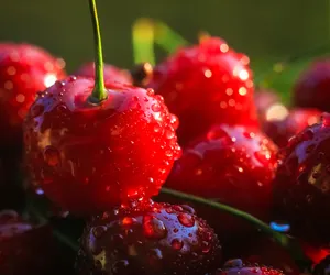 Pierwsze czereśnie w tym roku. Cena niemal trzycyfrowa