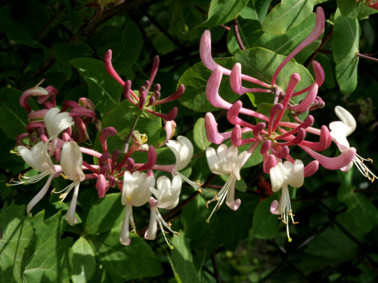 Wiciokrzew pomorski 'Chojnów' - Lonicera periclymenum 'Chojnów'