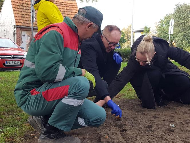 Nie tylko żonkile. Tysiące cebulek kwiatowych posadzono dziś na Polu Nadziei w Lesznie