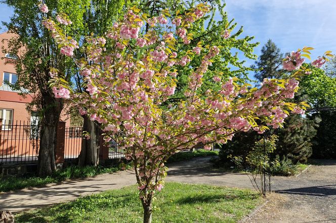 Wiosna coraz bliżej, ale przed nami ochłodzenie i burze
