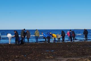 Poszukiwacze bursztynu na świnoujskiej plaży