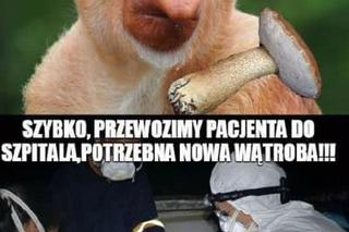 Nóż się w kieszeni otwiera i Janusz i szykuje się na grzyby! MEMY o grzybobraniu [GALERIA]