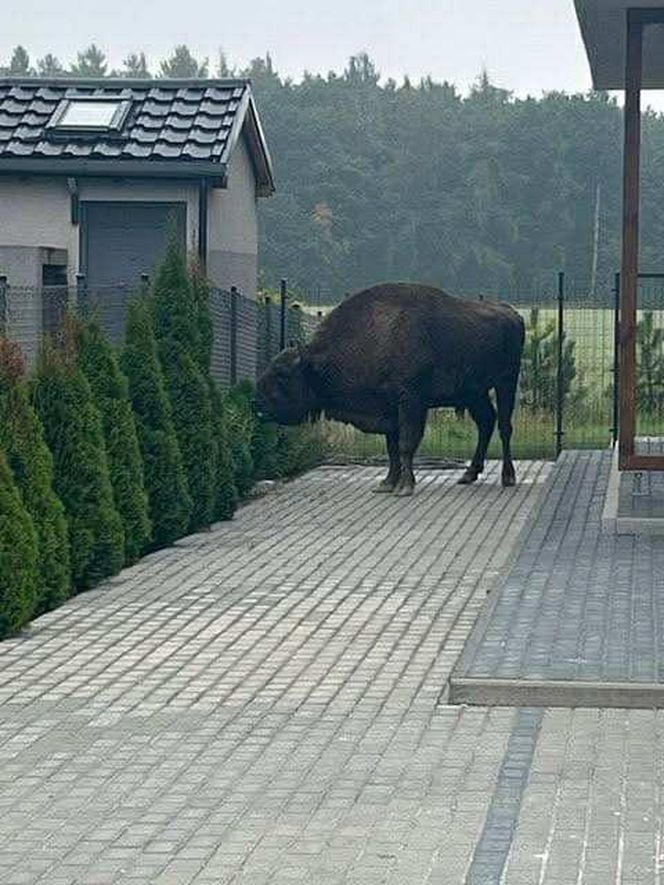 Żubr na wolności. Pajor uciekł z prywatnej zagrody