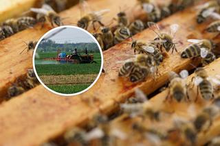 Miliony pszczół zostały otrute. To była katastrofa ekologiczna! Straty na ponad 500 tysięcy!