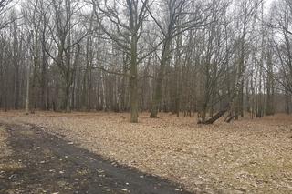 Modernizacja Parku Zielona w Dąbrowie Górniczej