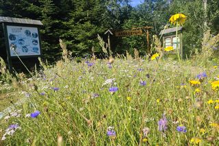 Nadleśnictwo Marcule blisko świętokrzyskiego