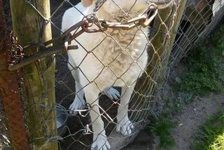 1 proc. podatku dla podopiecznych. Wspomóż Towarzystwo Opieki nad Zwierzętami