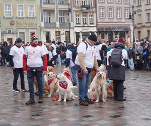 Golden Retriever WOŚP w Poznaniu