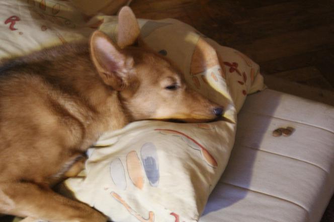 Dary zostaną przekazane do schroniska na Paluchu