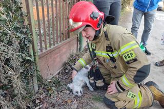 Bohaterska suczka uratowała nastolatka