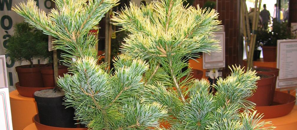 Sosna drobnokwiatowa 'Goldilocks'