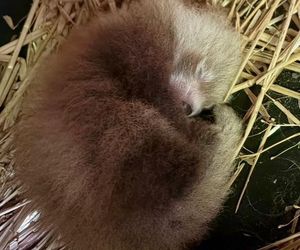 Wielka radość z pandy małej. W Orientarium Zoo Łódź na świat przyszedł trzeci potomek Ofelii i Otella