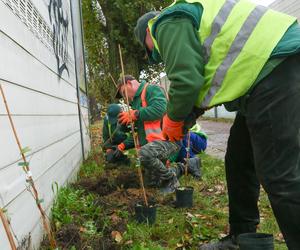 Zgierska będzie zielona! Pojawi się tam 600 sztuk pnączy