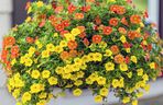 Calibrachoa