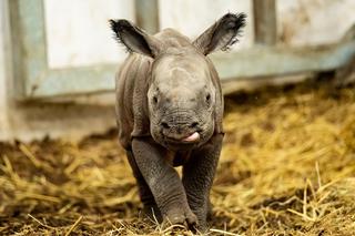 Wrocław: Ten mały nosorożec zaciekawił cały świat! Poznajcie Kiran [ZDJĘCIA]