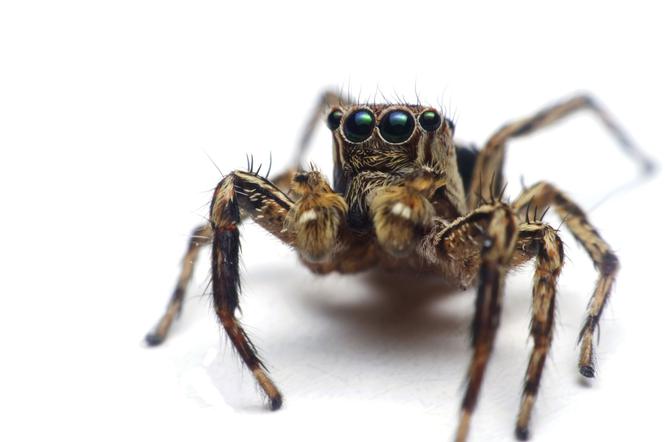 Arachnofobia Przyczyny I Objawy Jak Leczyć Lęk Przed Pająkami Poradnikzdrowiepl 2342