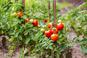 Opryski na pomidory - kiedy i czym pryskać pomidory na zarazę i inne choroby?