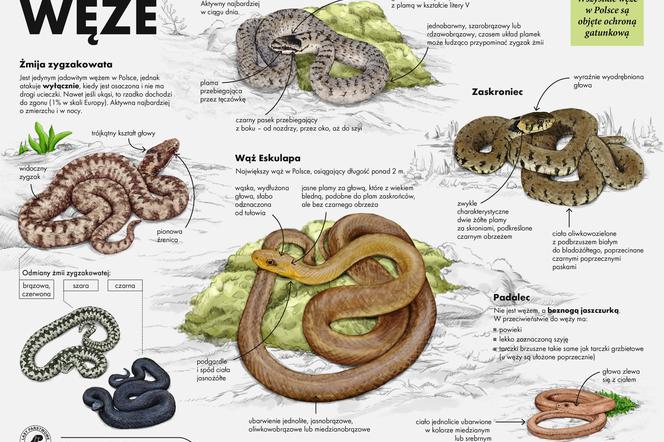 Te węże spotkasz w lesie