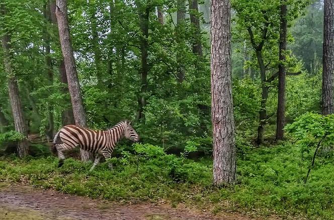 Zebra spacerowała po lesie nad morzem. Czy to zwiastun ocieplenia klimatu? [FOTO]
