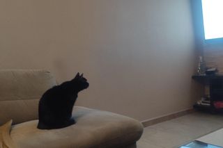 Koty czytelników portalu Eska Poznań