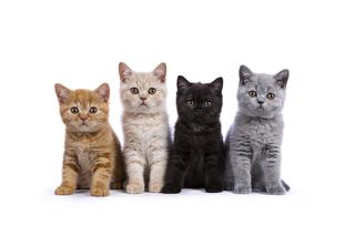 10 najpopularniejszych ras kotów