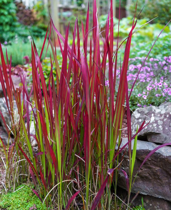 Imperata cylindryczna 'Red Baron'