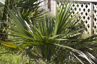 Rodzaje palm doniczkowych - jakie są gatunki palm doniczkowych? Jaka palma najlepsza do domu? Zdjęcia