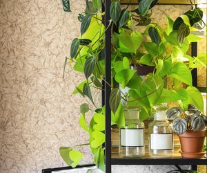 Epipremnum