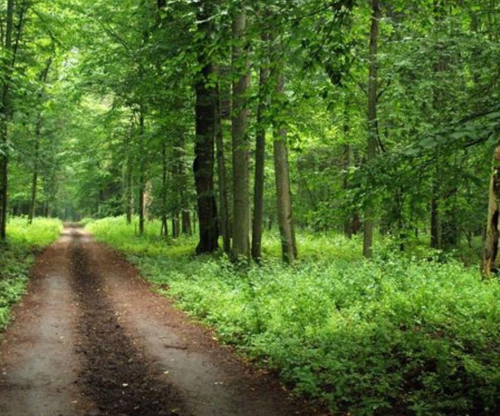 To miejsce przypomina Narnię! Najbardziej zielona gmina w Podlaskiem to fenomen całej Polski
