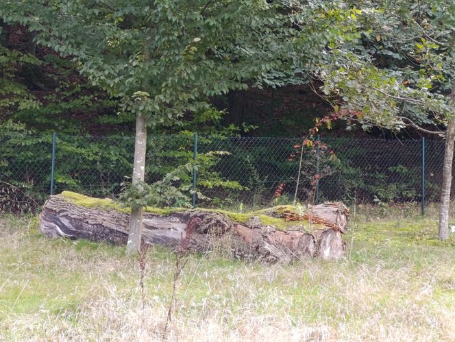 Zaczarowany ogród Alicji w Krainie Czarów i ścieżka spacerowa w lesie. Leśny Ogród Botaniczny Marszewo