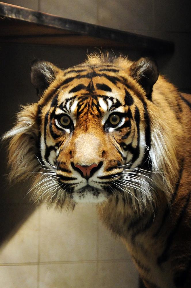 Wrocławskie zoo pomaga tygrysom