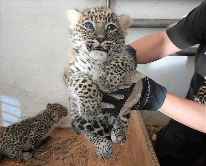 Podwójne narodziny w Płockim Ogrodzie Zoologicznym! [ZDJĘCIA]