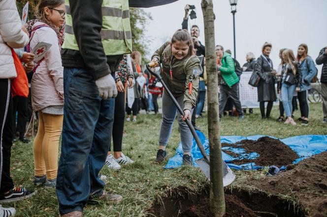 Oby rósł 100 lat! Dąb czerwony na jubileusz 100-lecia PCK