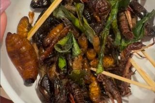 Egzotyka wg Rutkowskich. Krzysztof junior zajada robaki jak chipsy