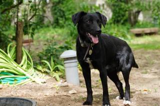 Karbon został porzucony, a potem potrącony przez auto! Teraz czeka na kochający dom