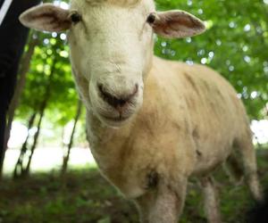 Struś Tadzio poznaje na spacerze owce Henia
