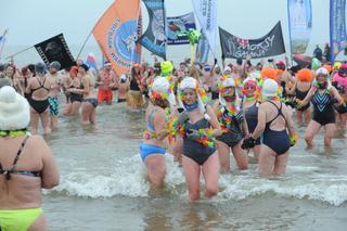 Tysiące morsów wykąpało się w Bałtyku