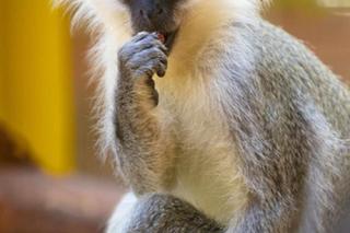 Kapucynek Antoś w Gangu Bociana