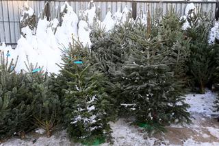 Horrendalne ceny żywych choinek w Warszawie
