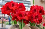 Hippeastrum