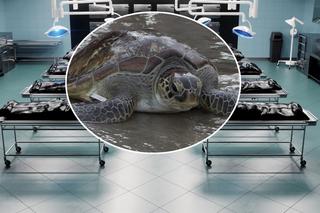 Zatruli się mięsem żółwia! Ośmioro dzieci nie żyje, a 78 osób walczy o życie w szpitalu