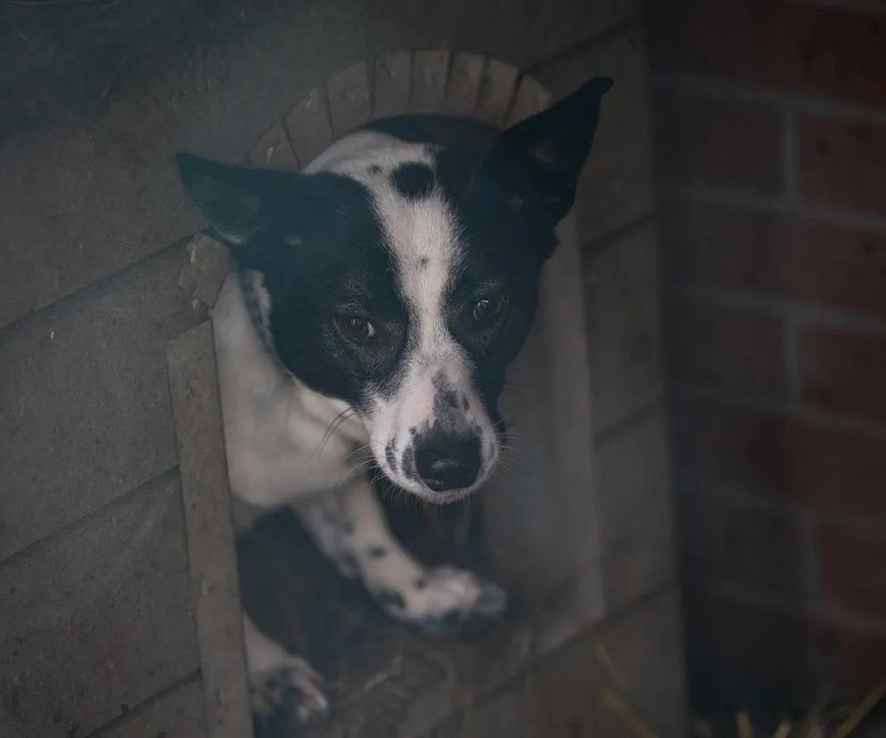 Pomoc dla spłoszonych zwierząt podczas Sylwestra. Wolontariusze z OTOZ Animals będą ich szukać