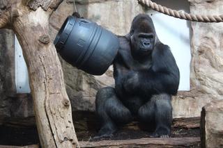 Szympansy wezmą kąpiel z bąbelkami. Zobacz, jak zwierzęta z warszawskiego zoo świętują karnawał [GALERIA]