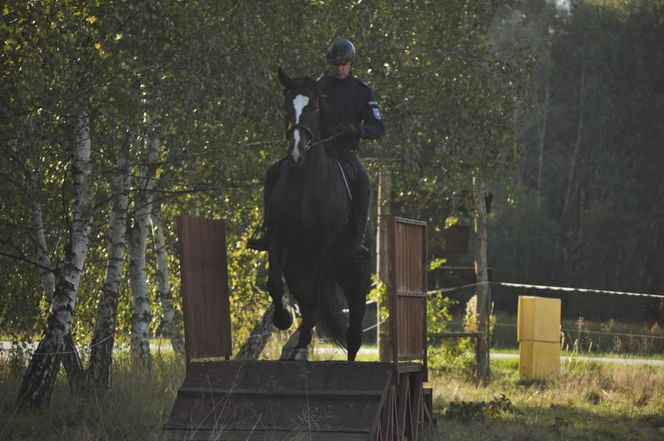 Policyjne konie zdały egzamin!