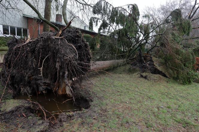 Niszczycielskie wichury zmierzają do Polski. To będzie pogodowy armagedon. Padła data