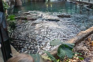 Orientarium Zoo Łódź. Pierwsze karmienie Krakena w historii ogrodu. To największy krokodyl w Europie [ZDJĘCIA].