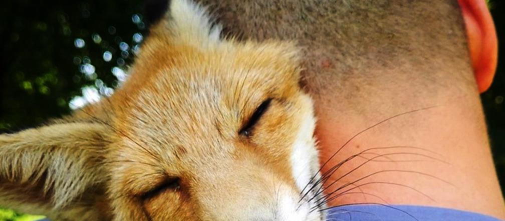 Rudy Lolek wrócił do lasu